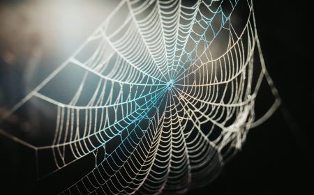 Tela de araña